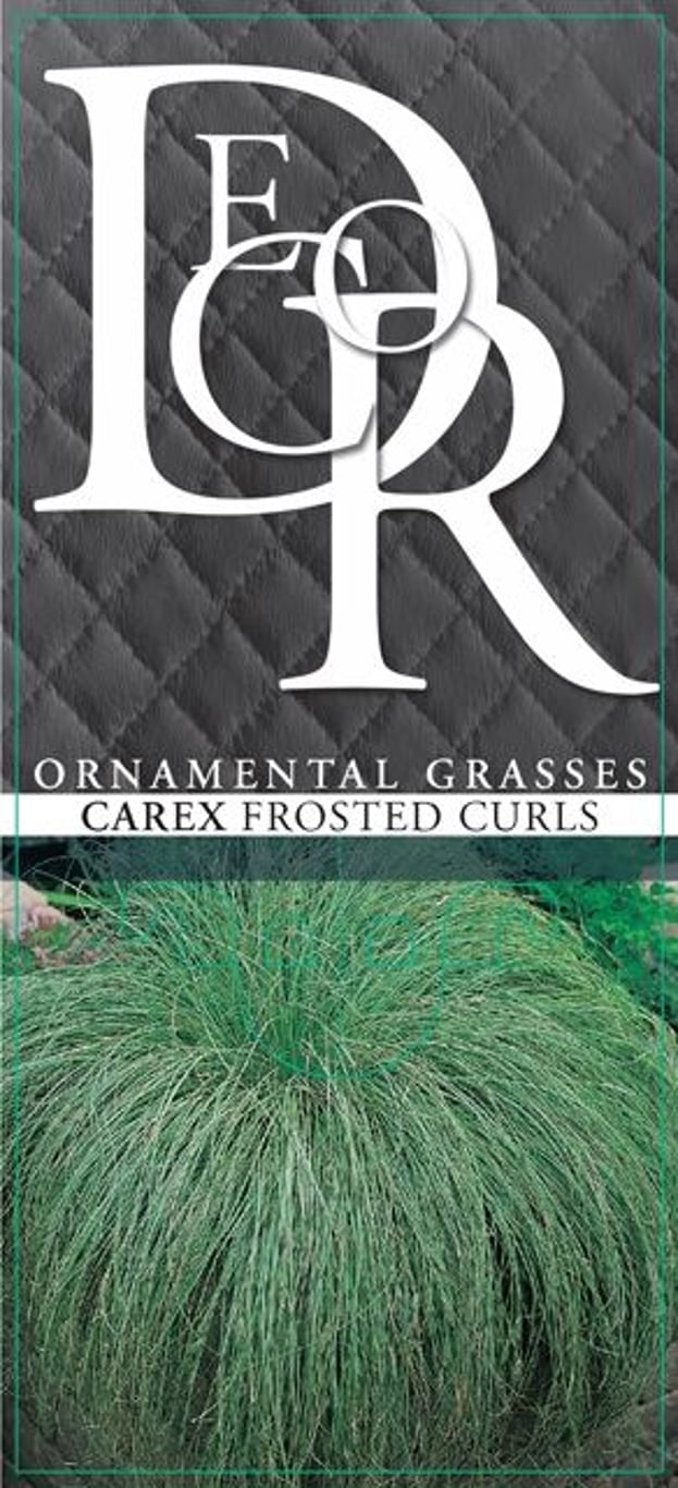 Carex comans 'Frosted Curls' - C2
